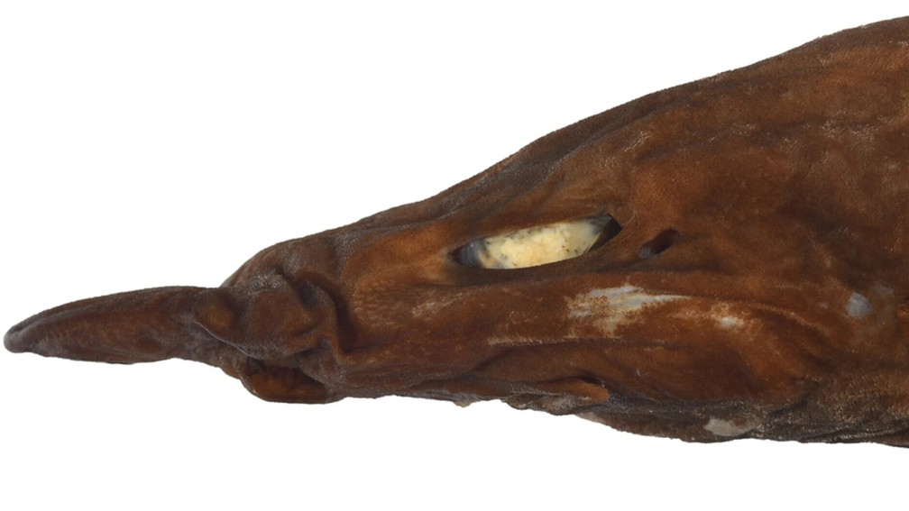 Os olhos assustadores do .Apristurus ovicorrugatus. — Foto: Journal of Fish Biology