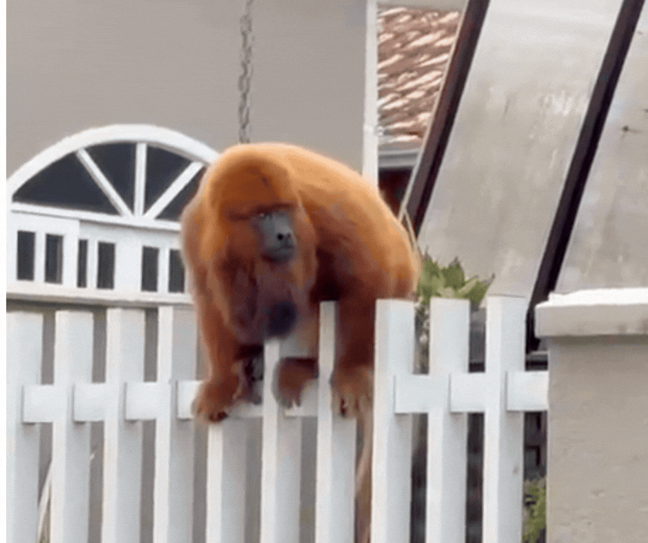 Bugio-vermelho: espécie que desapareceu durante surto de febre amarela volta a ser registrada em SC; VÍDEO