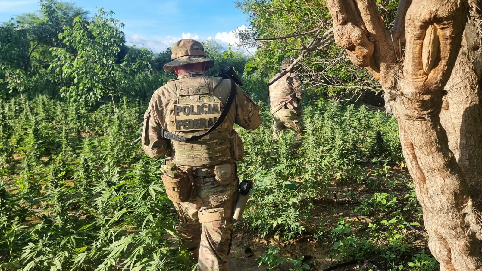 Polícia queima mais de 13 mil pés de maconha no Sertão e evita produção de quatro toneladas da droga