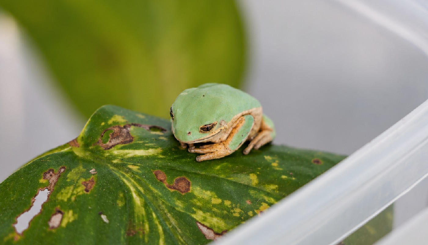 Espécie ameaçada da Mata Atlântica protagoniza reprodução inédita no mundo