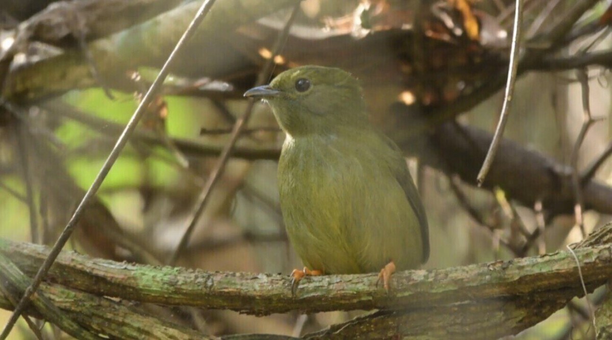 Observação de aves em Rio Claro e queimadas pelo país: assista ao Terra da Gente na íntegra