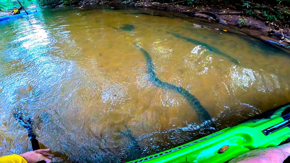 Sucuri passa sob caiaque de amigos durante pescaria: 'momento único'; veja  o vídeo, Mato Grosso do Sul