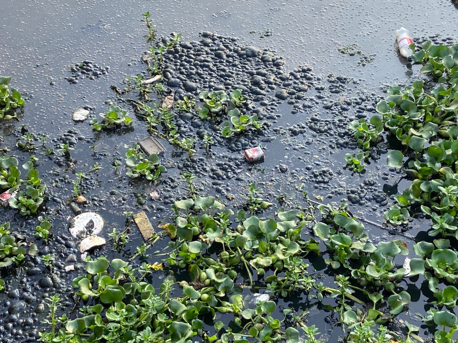 Lixo, mato alto e buracos: Rua do Porto, cartão-postal de Piracicaba, enfrenta falta de manutenção