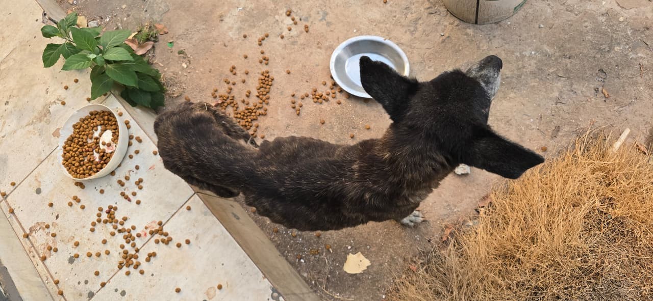 Polícia fecha abrigo clandestino de animais no DF; local tinha 10 cães mortos em avançado estado de decomposição