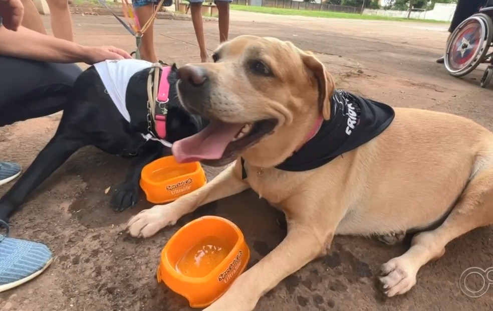 Labradoras inspiraram Fernando a escrever livros em Araçatuba (SP) — Foto: Reprodução/TV TEM