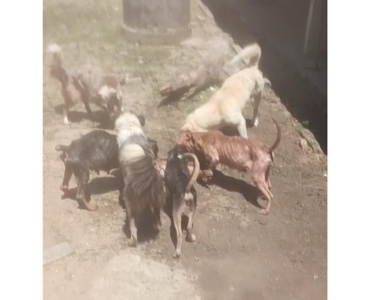 Vídeo: cães atacam outro por fome,  segundo a polícia, e casal é preso em flagrante em Maricá