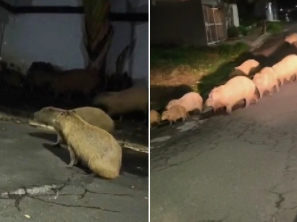 Capivaras 'invadem' ruas de bairro no interior de SP e moradores cobram cercamento de área