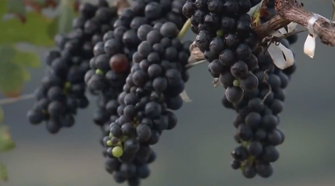 Tecnologia, análise e técnica: como o Triângulo Mineiro quer se tornar referência na produção de uvas para vinhos?