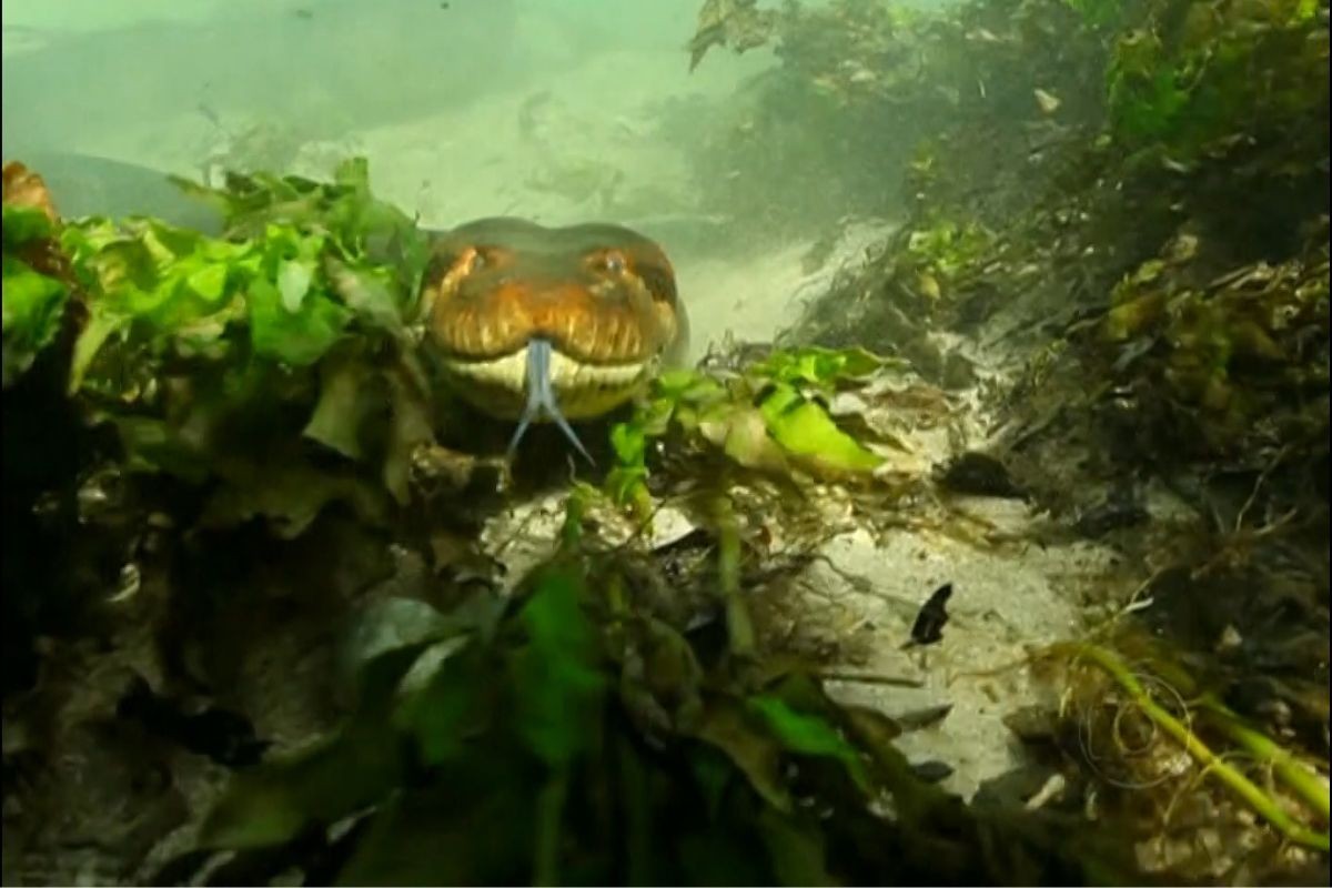 Sucuri gigante em ‘abraço mortal’: expedição registra cena rara em Bonito