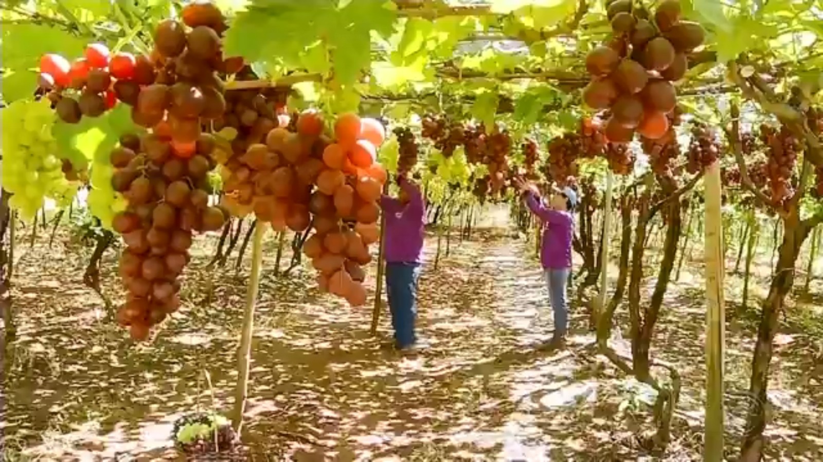 População rural na região de Sorocaba cai e fica em torno de 5%, aponta Censo