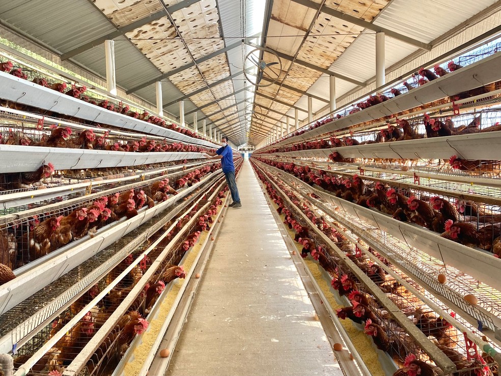 Campanha contra gripe aviária é necessária mesmo nos locais sem registro da doença  — Foto: Thais Passos/Prefeitura de Piracicaba 