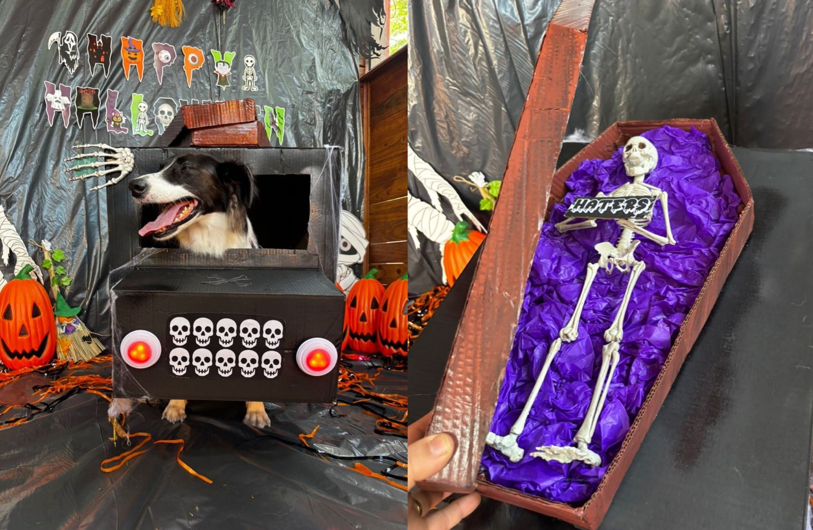 'Cãocurso' de fantasias de Halloween tem carro funerário e esqueleto em creche canina de SC; VÍDEO