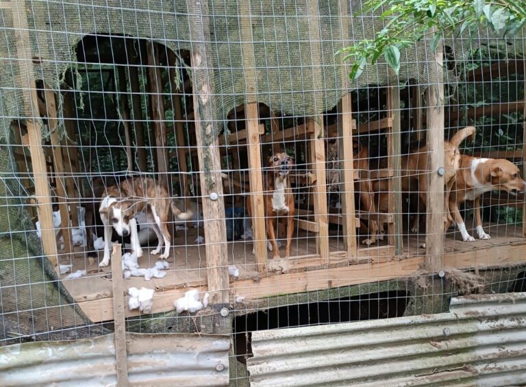 Dona de hospedagem pet é presa suspeita de deixar cães acorrentados e usar cerca elétrica para controlá-los em SC