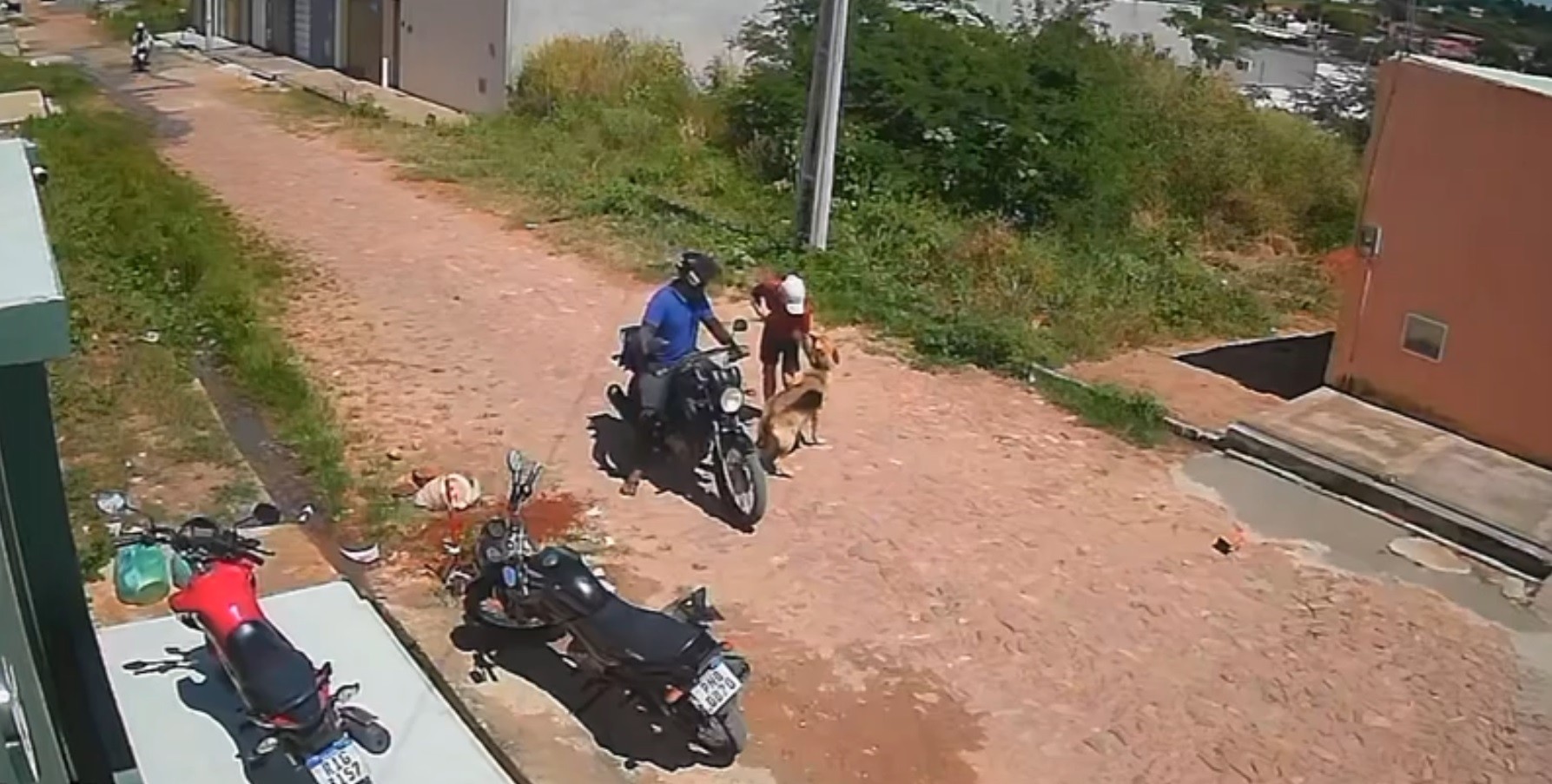 Vídeo: dupla em motocicleta furta cadela da raça pastor-alemão no Ceará