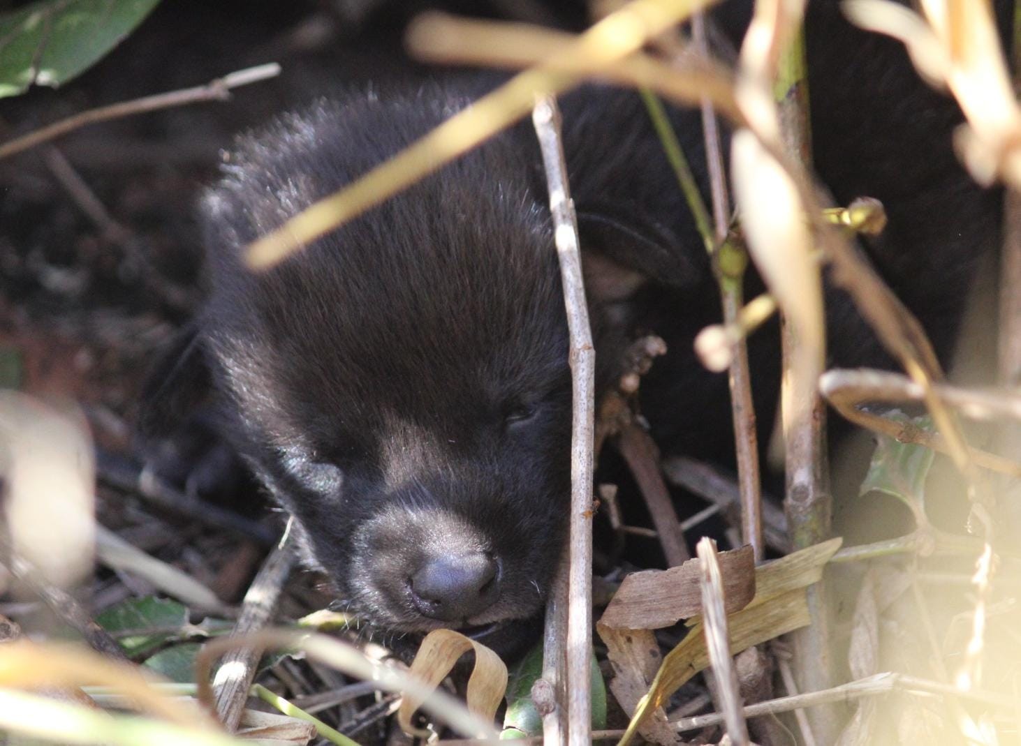 Lobo-guará com 6 filhotes e cervos-do-pantanal são flagrados em estação ecológica de SP