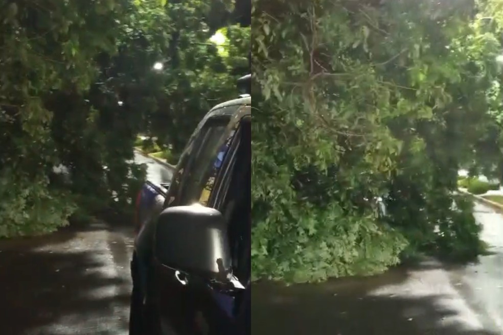 Queda de árvore em Porto Rico — Foto: Sinvaldo de Carvalho Pinto