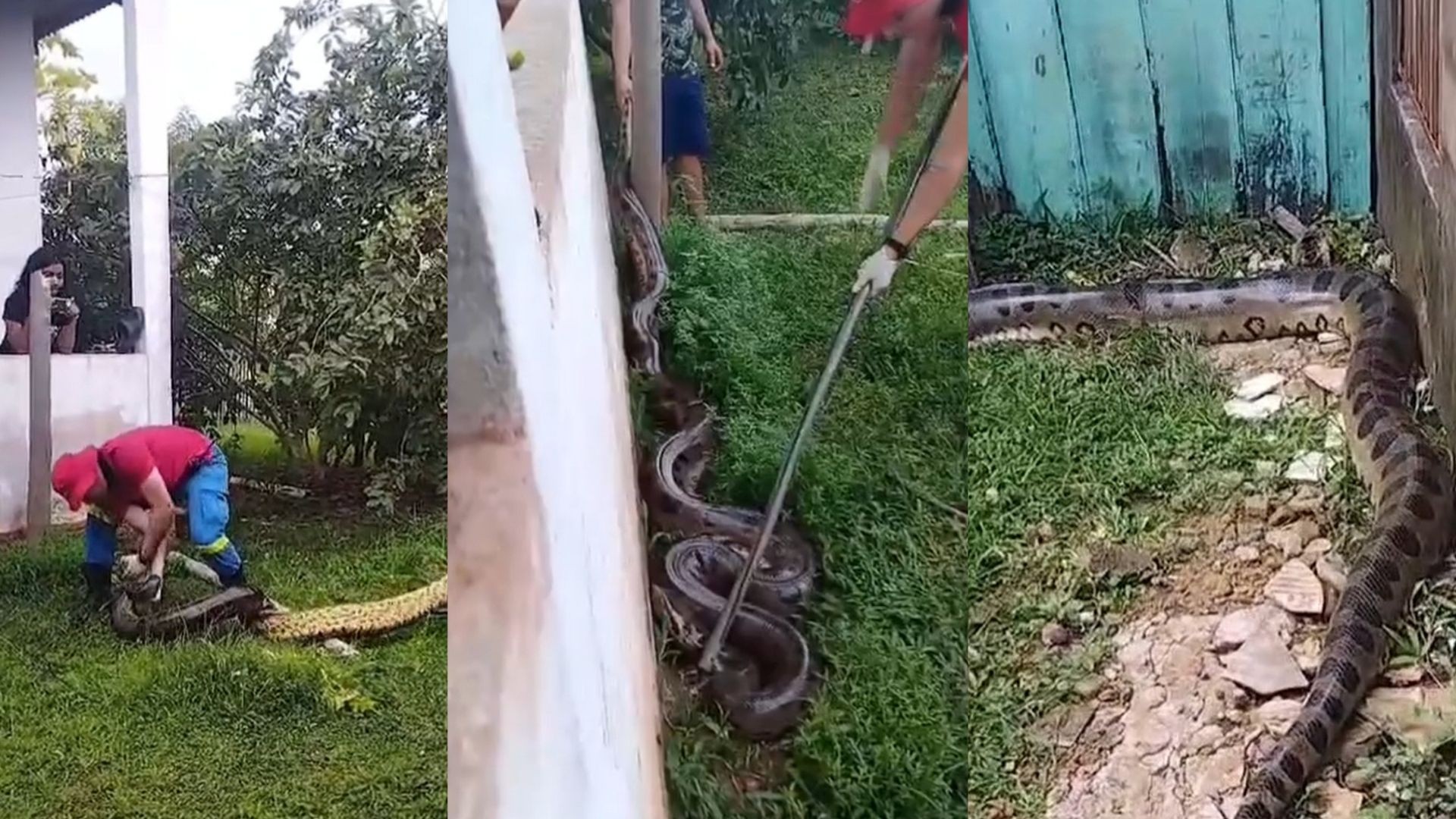  
VÍDEO: sucuri de quatro metros é encontrada em quintal de residência em Porto Velho