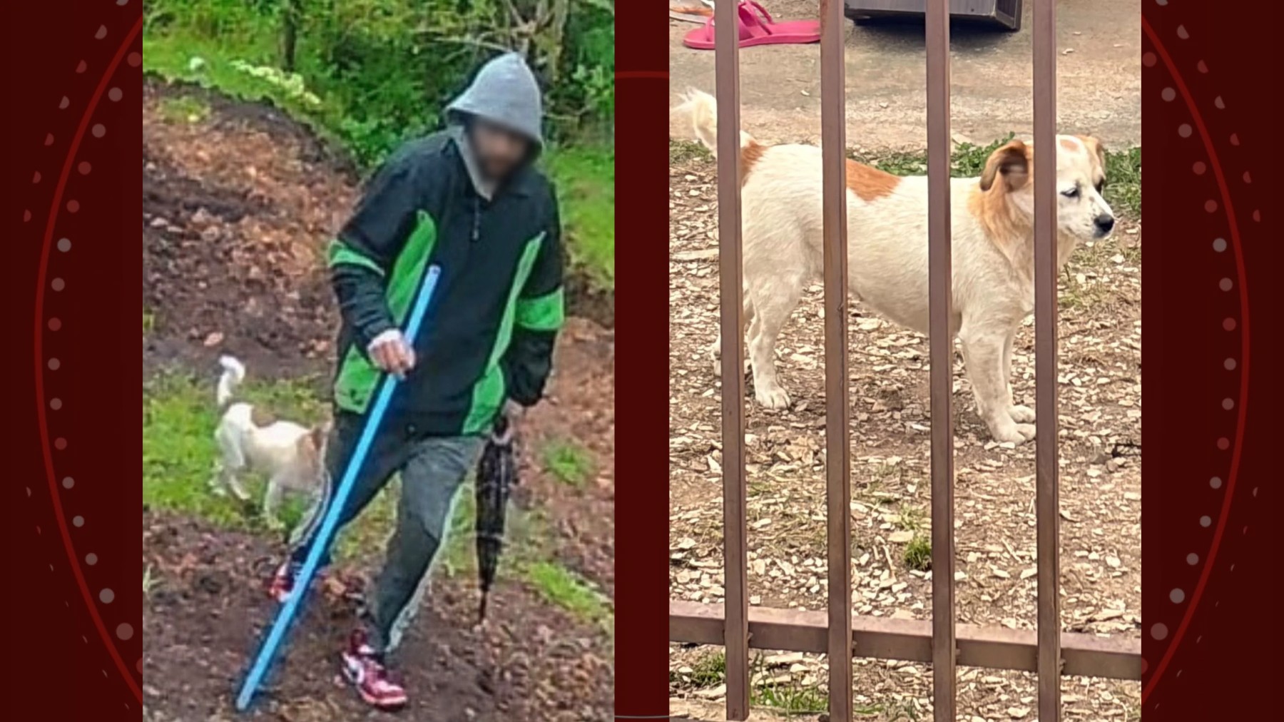 VÍDEO: cachorro de ladrão é visto em câmera de segurança durante crime e ajuda polícia a identificar autor de furto a Apae, no Paraná