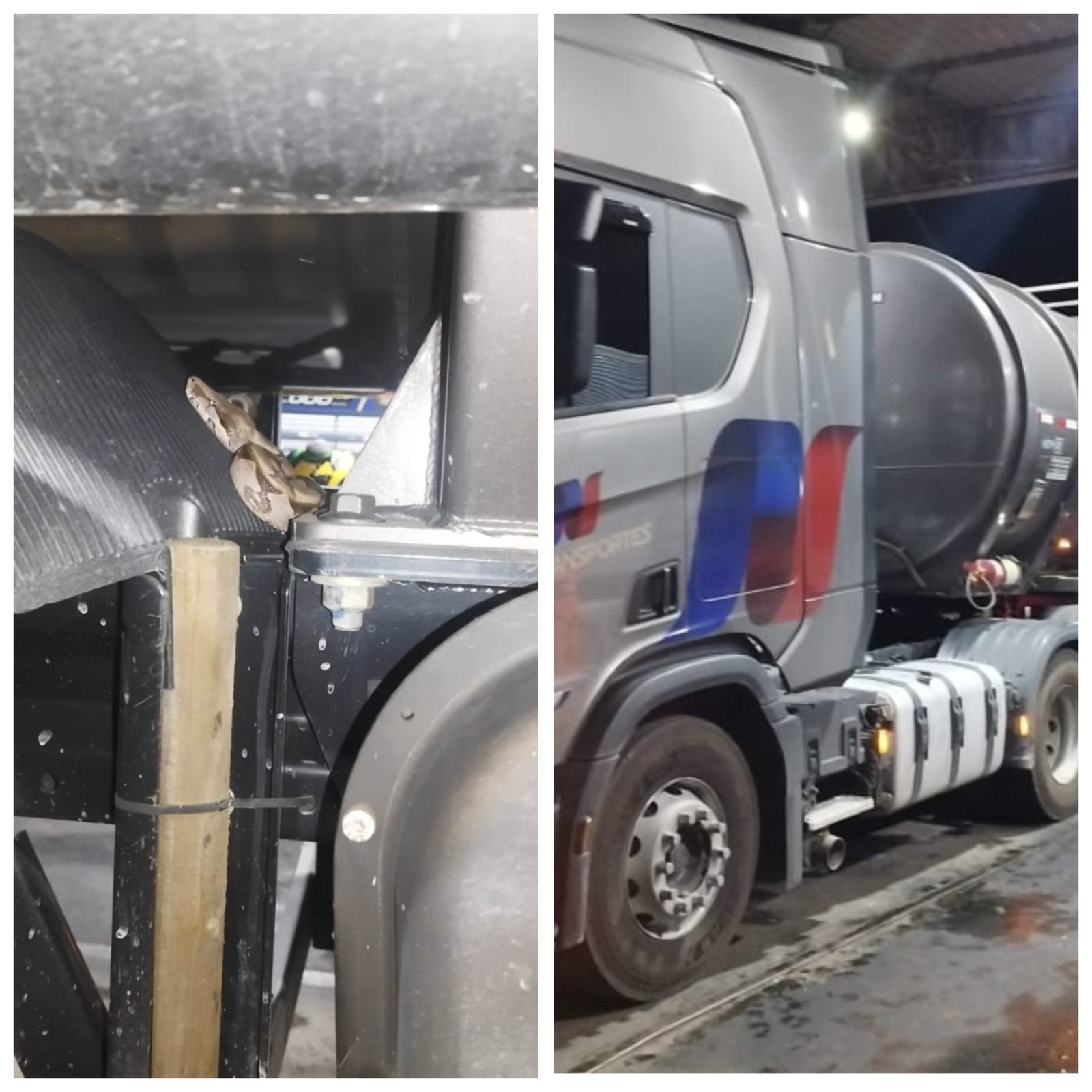 Bombeiros capturam cobra em caminhão-tanque em posto de combustíveis; VÍDEO