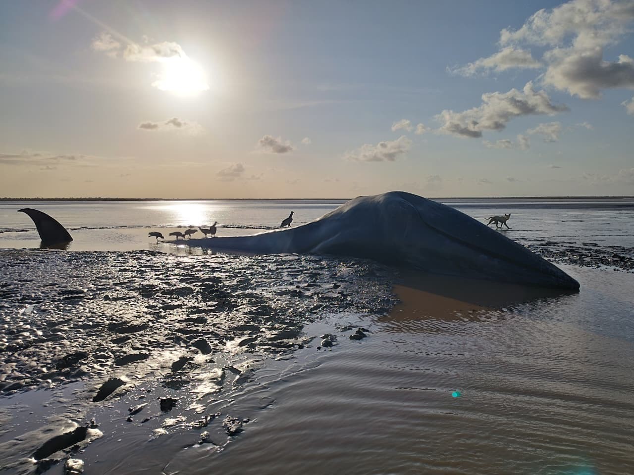 Baleia é encontrada encalhada e morta em praia de Chaves, no Marajó