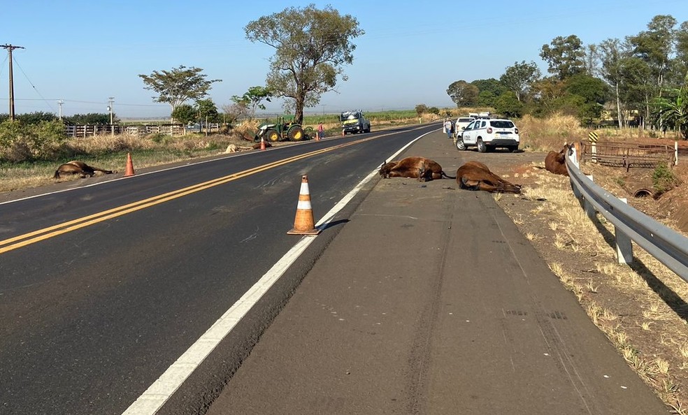 Sete cavalos morreram após colisão com caminhão na Rodovia Assis Chateaubriand (SP-425) — Foto: Robson Moreira/TV Fronteira