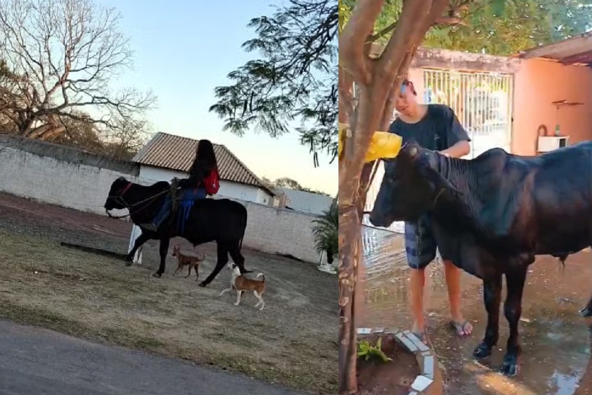 VÍDEO: menina adota touro como pet e vai à escola montada no animal em MS