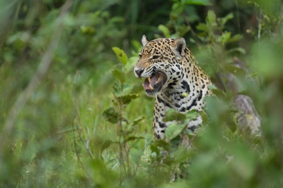 Embora o parasita ter sido detectado nos animais, as onças-pintadas não transmitem diretamente o parasita aos humano — Foto: Yoann Lebrun