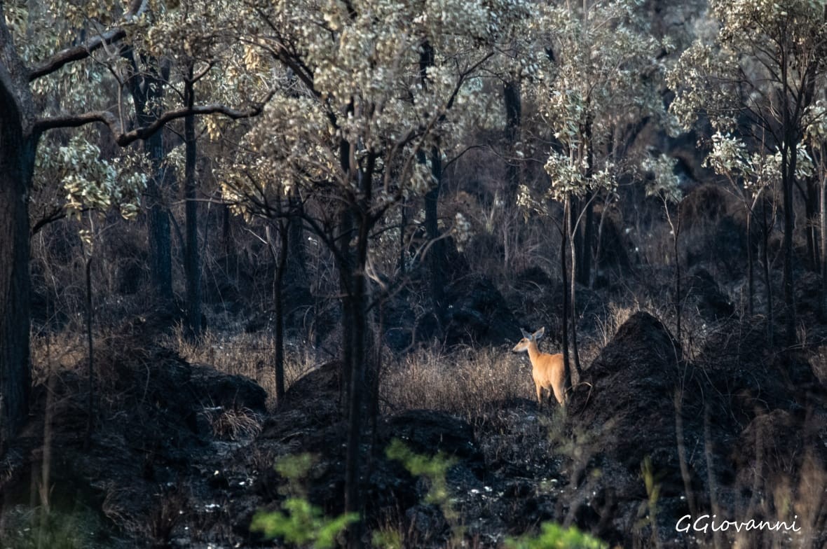 Sobrevivente, cervo caminha desolado em ‘mar cinza’ da vegetação queimada no Pantanal