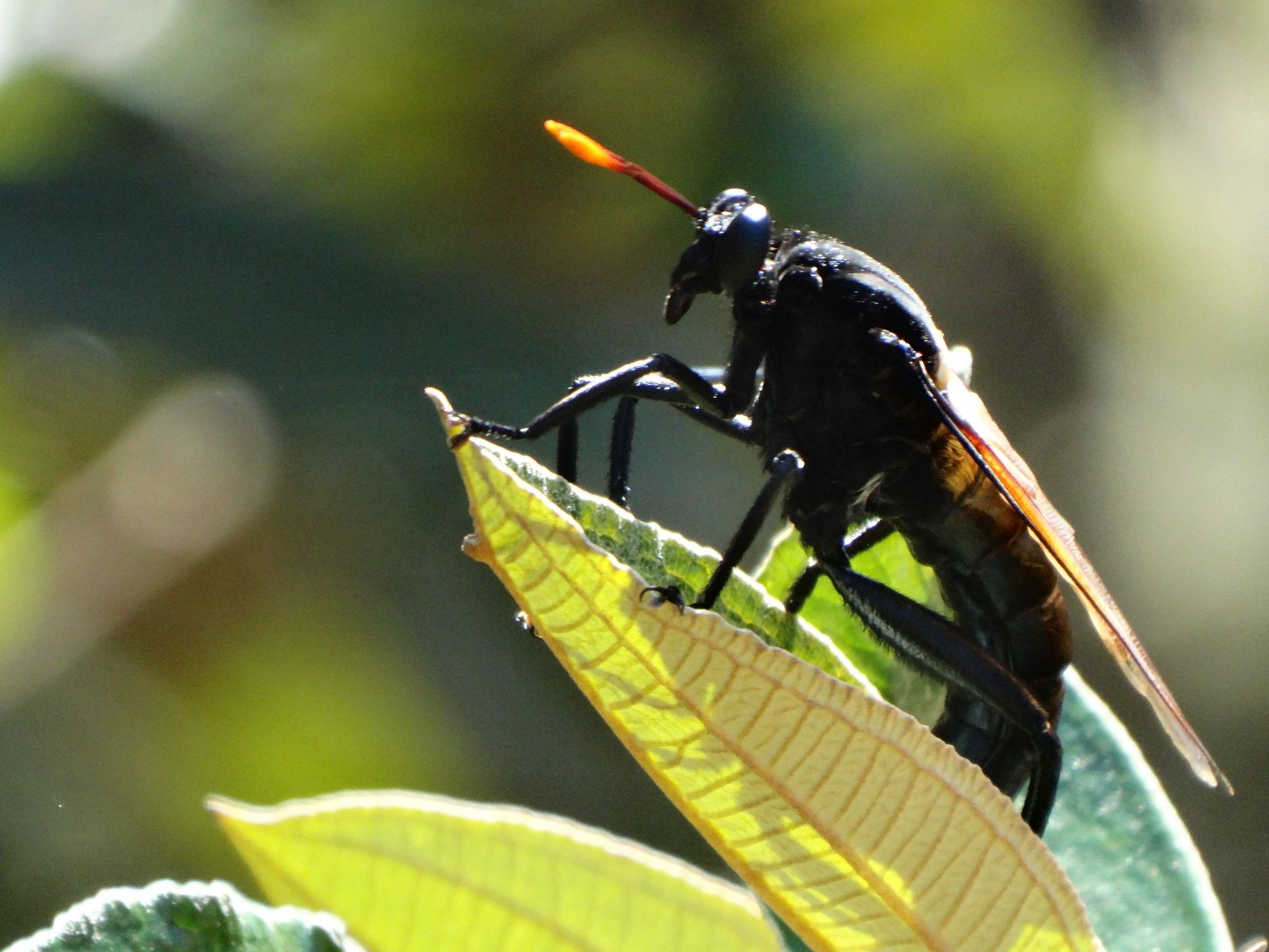 Mosca brasileira de 7 cm é a maior do mundo e vive em formigueiros de saúva