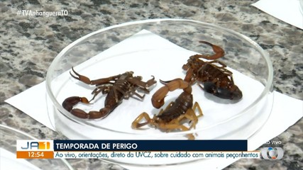 Veja os escorpiões mais comuns no Tocantins