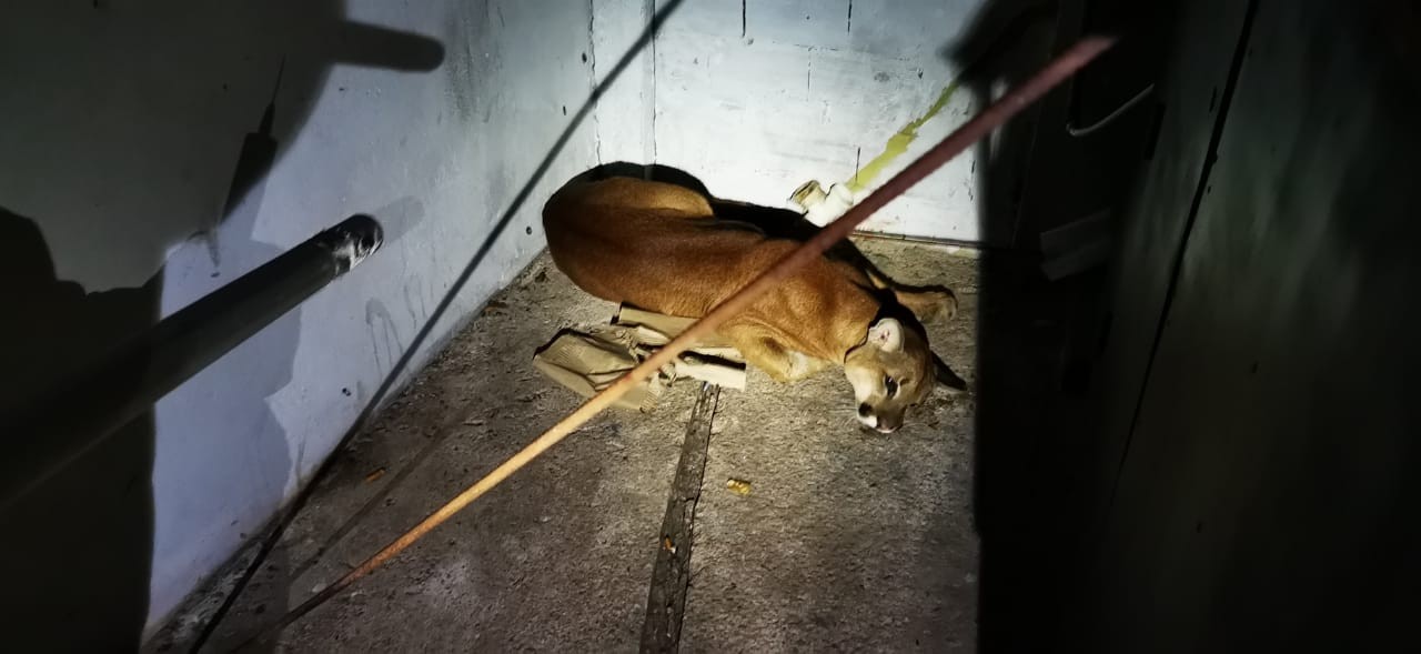 Onça parda é capturada dentro de lava-rápido no centro de Vinhedo