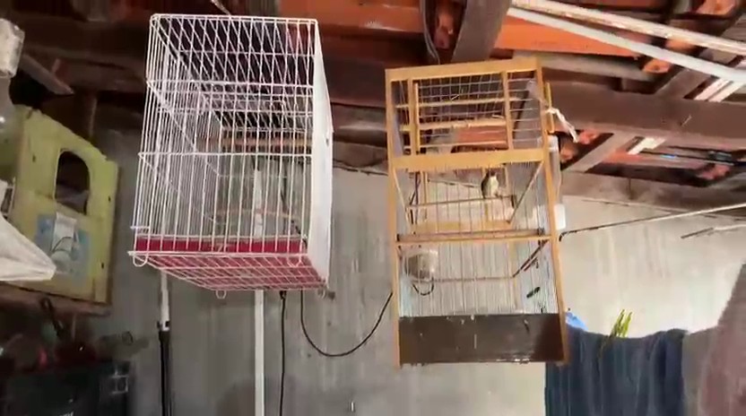 Polícia Federal prende homem em Sumaré por falsificação de anilhas de aves
