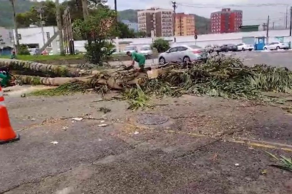 Árvore caiu na Praça Lugo Vinã, no bairro Saboó, em Santos — Foto: Reprodução