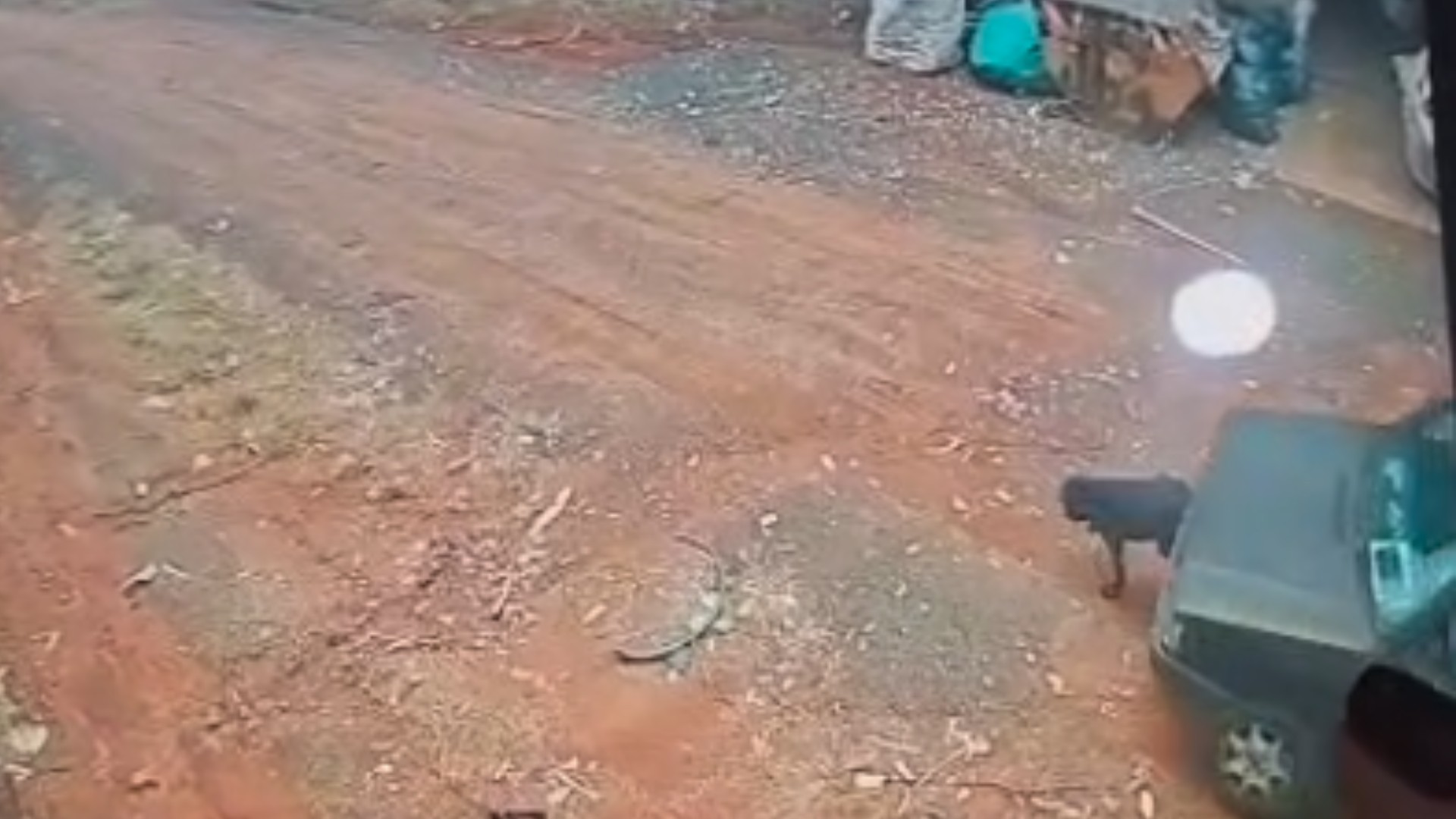VÍDEO: motorista atropela cachorro e foge sem prestar socorro no interior de SP