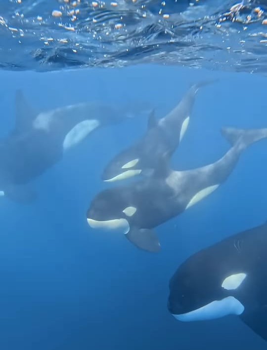 VÍDEO: Fotógrafo 'mergulha' câmera para registrar grupo de orcas em Ilhabela, no litoral de SP