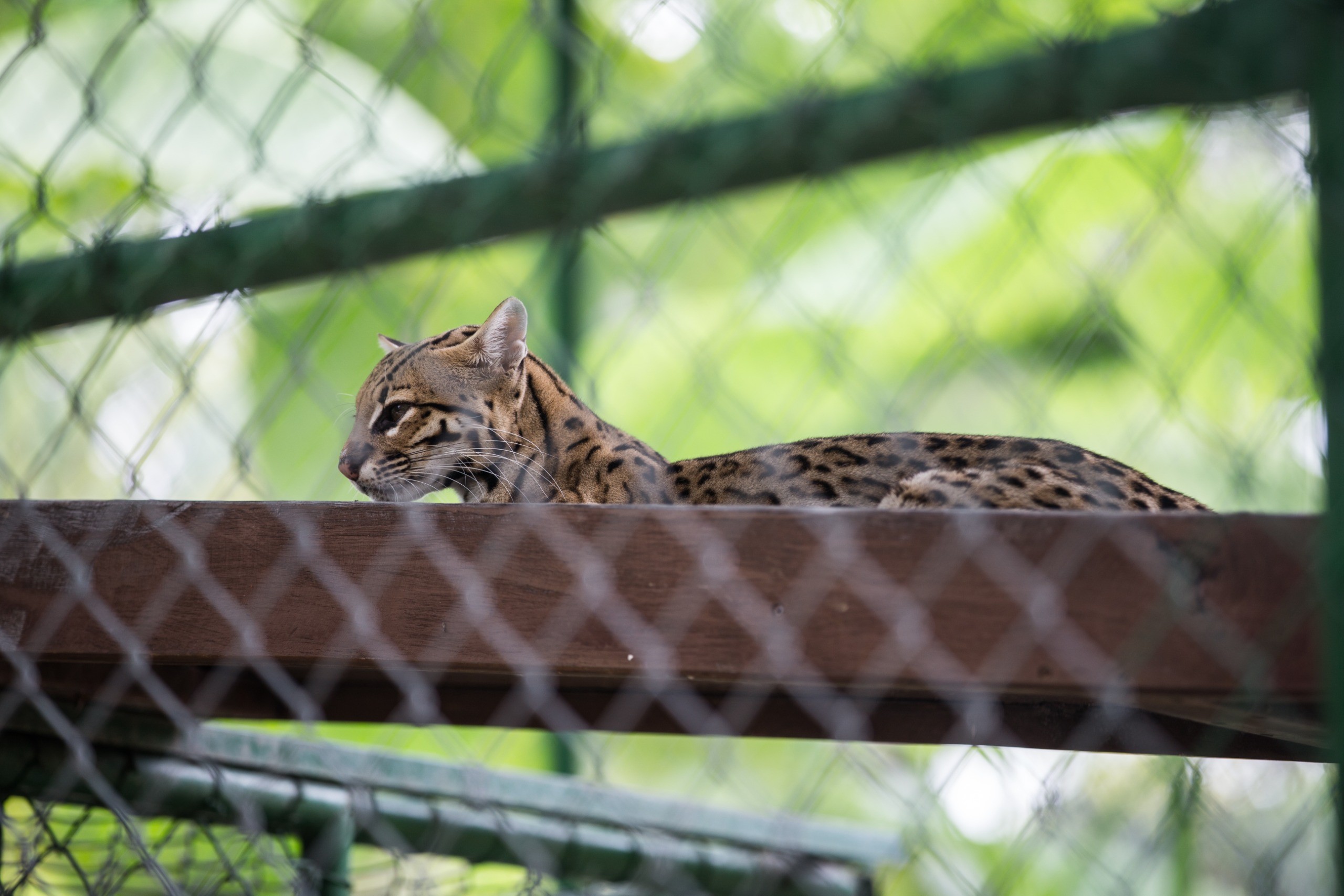 Parque Zoobotânico de Fortaleza é reinaugurado com horto e zoológico com cerca de 350 animais; veja imagens