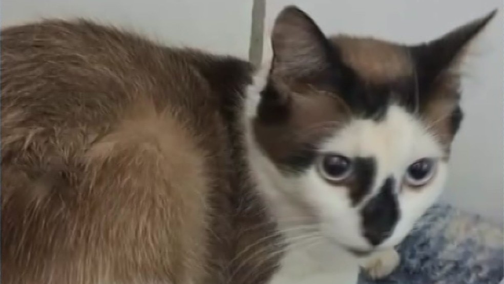 Gato resgatado de esquema ilegal de coleta de sangue em Monte Alto, SP — Foto: Polícia Civil