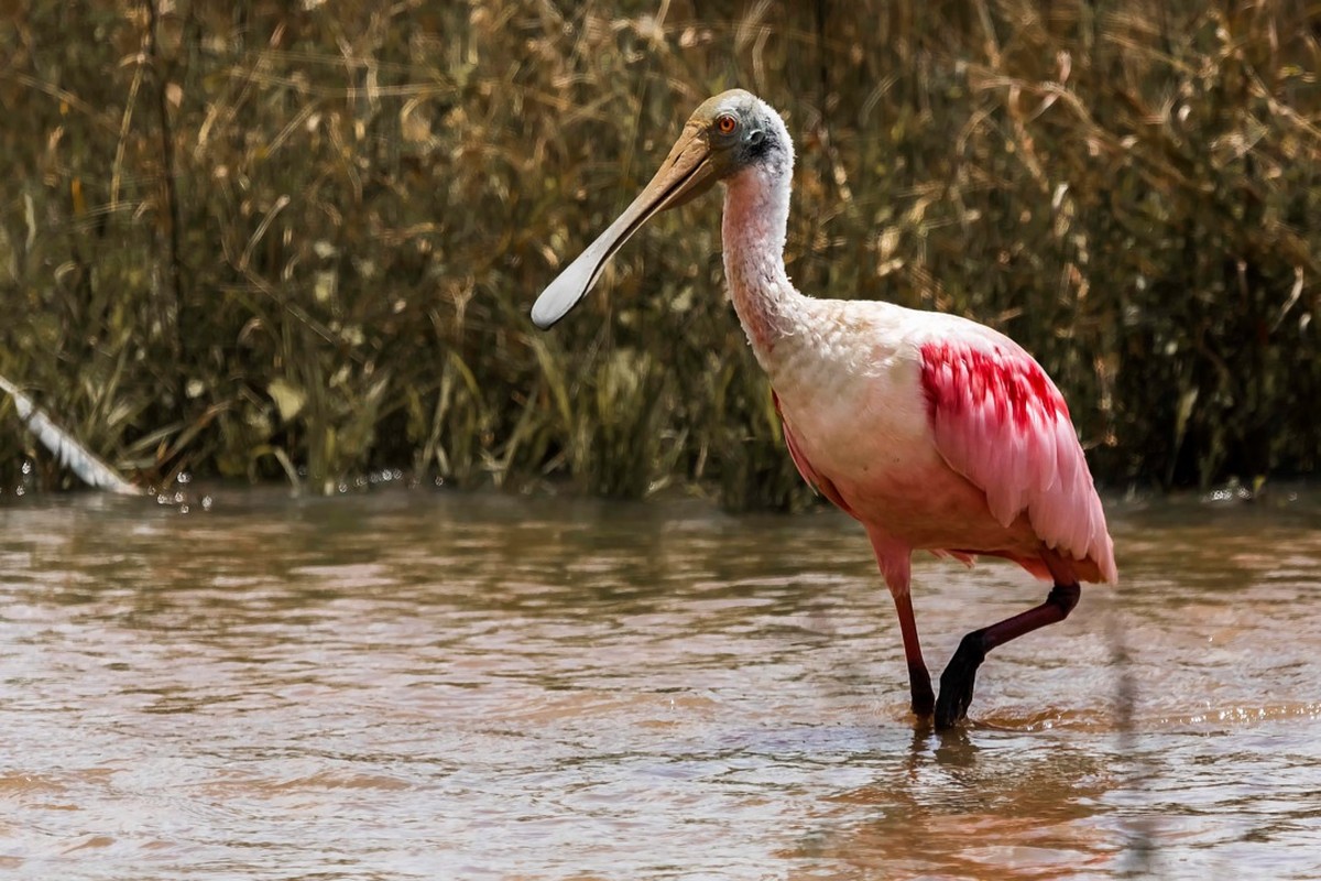 Presença de ave rosa indica que vida aquática cresceu e deixou trecho ...