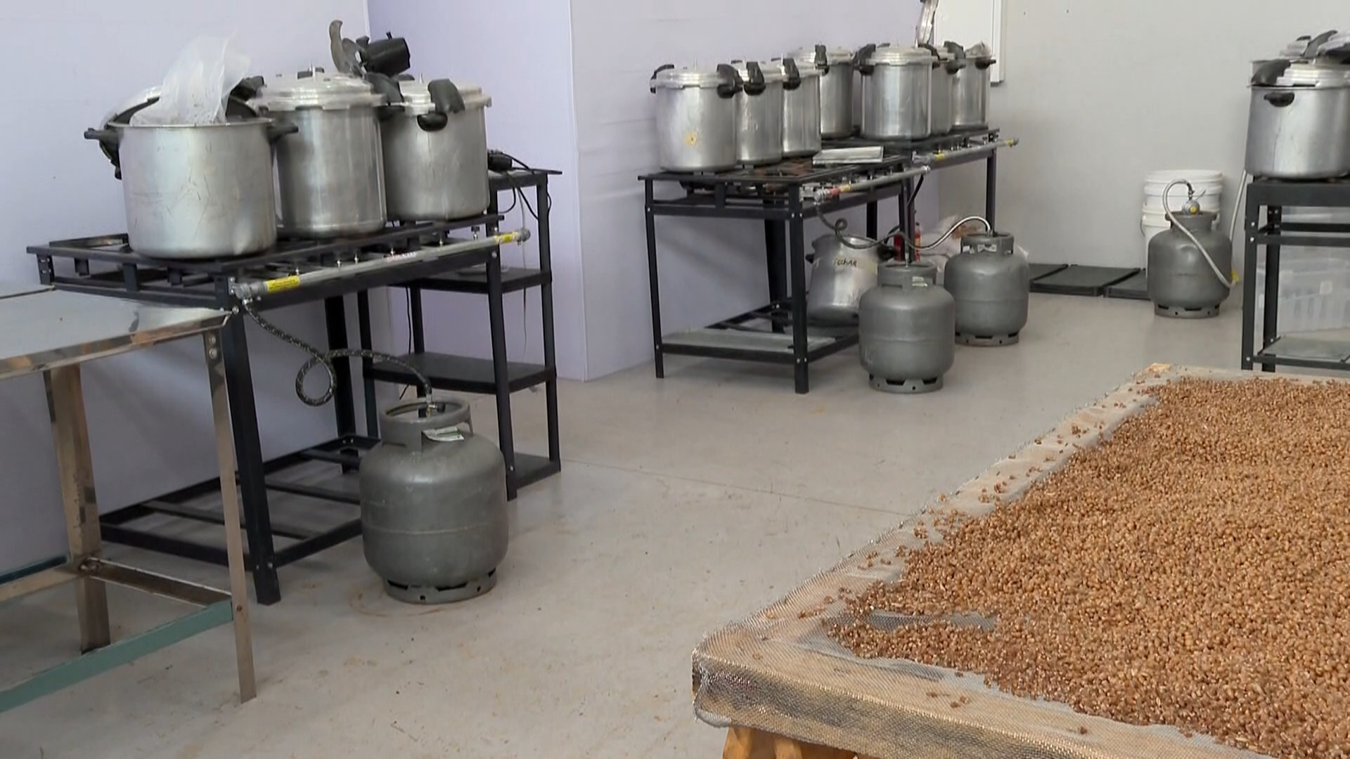 Galpão no Paraná era usado para cultivar, desidratar e embalar 'cogumelos mágicos', diz polícia