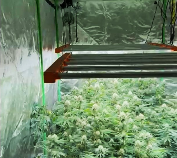 Estufa com mais de 160 pés de maconha é descoberta por PMs no Jardim das Palmeiras, em Uberlândia