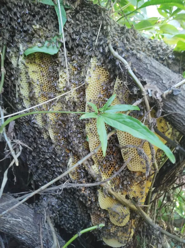 Ataque de abelhas mata cavalo em Ribeirão Preto - A Crítica de Campo Grande