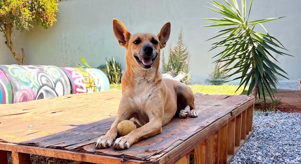 Cachorros não tem dengue, mas podem ter outra doença relacionada ao Aedes Aegypti — Foto: Petzin Creche Hotel/Reprodução