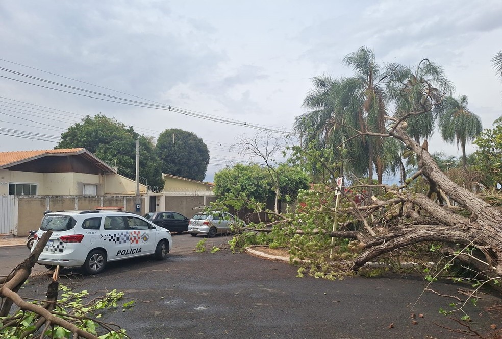 Estudantes são atingidas por queda de árvore na saída de escola durante temporal em Bariri — Foto: Defesa Civil/Divulgação