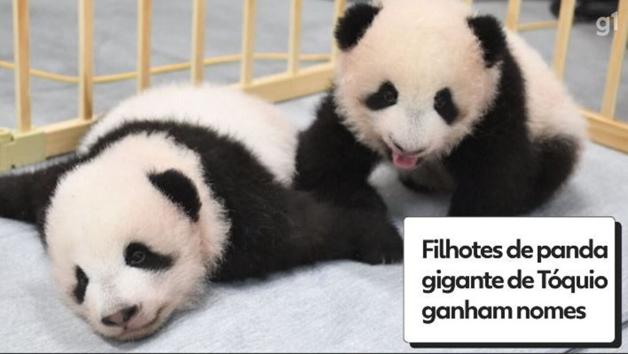 Filhotes gêmeos de panda nascidos no Japão ganham nomes | G1