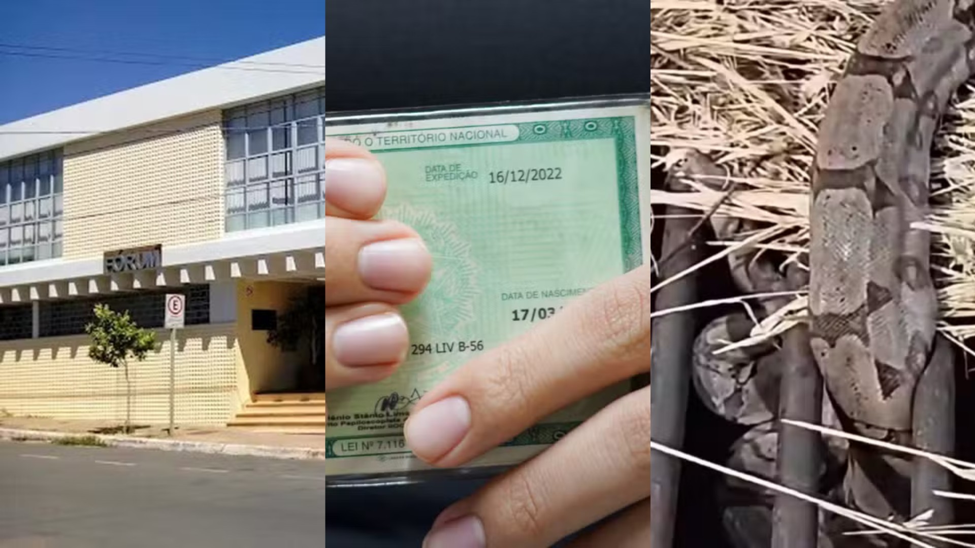 Você viu? Herdeiros alegam vasectomia do pai, 'gorjeta' para furar fila e jiboia de ‘barriga cheia’