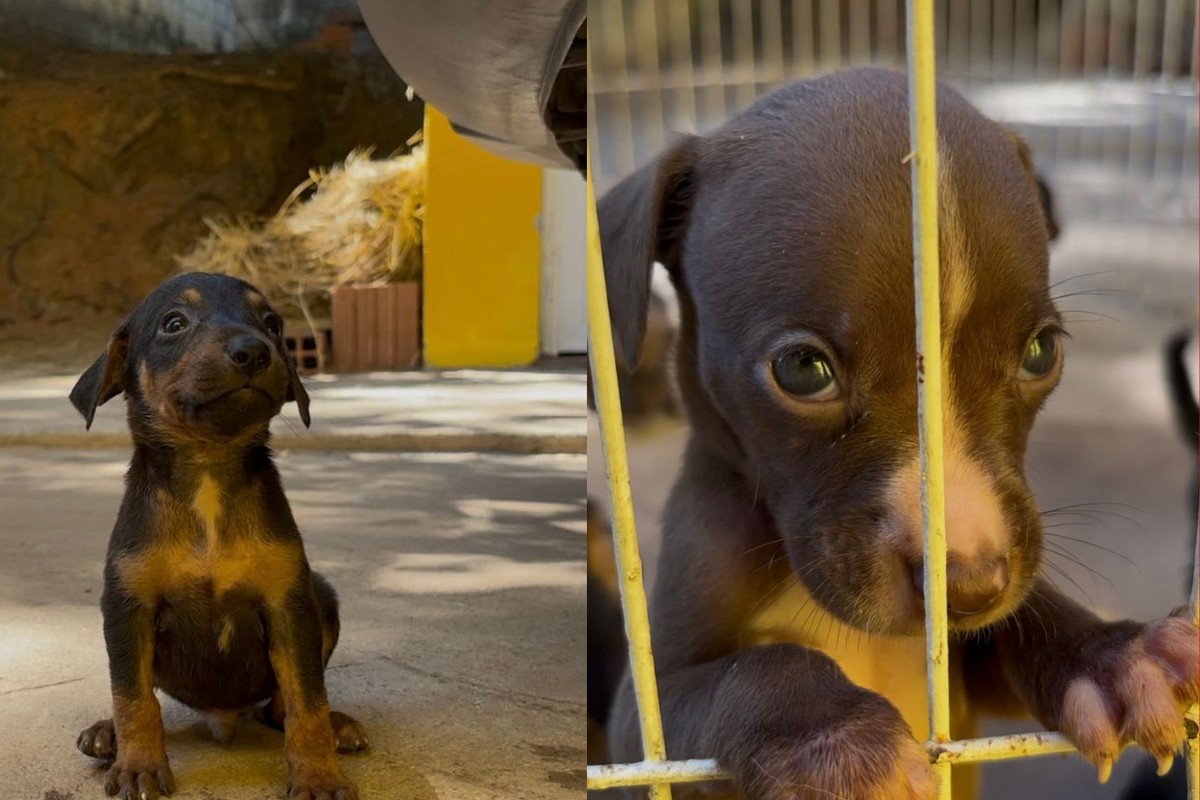 Prefeitura de Cuiabá realiza feira de adoção de animais resgatados após maus-tratos