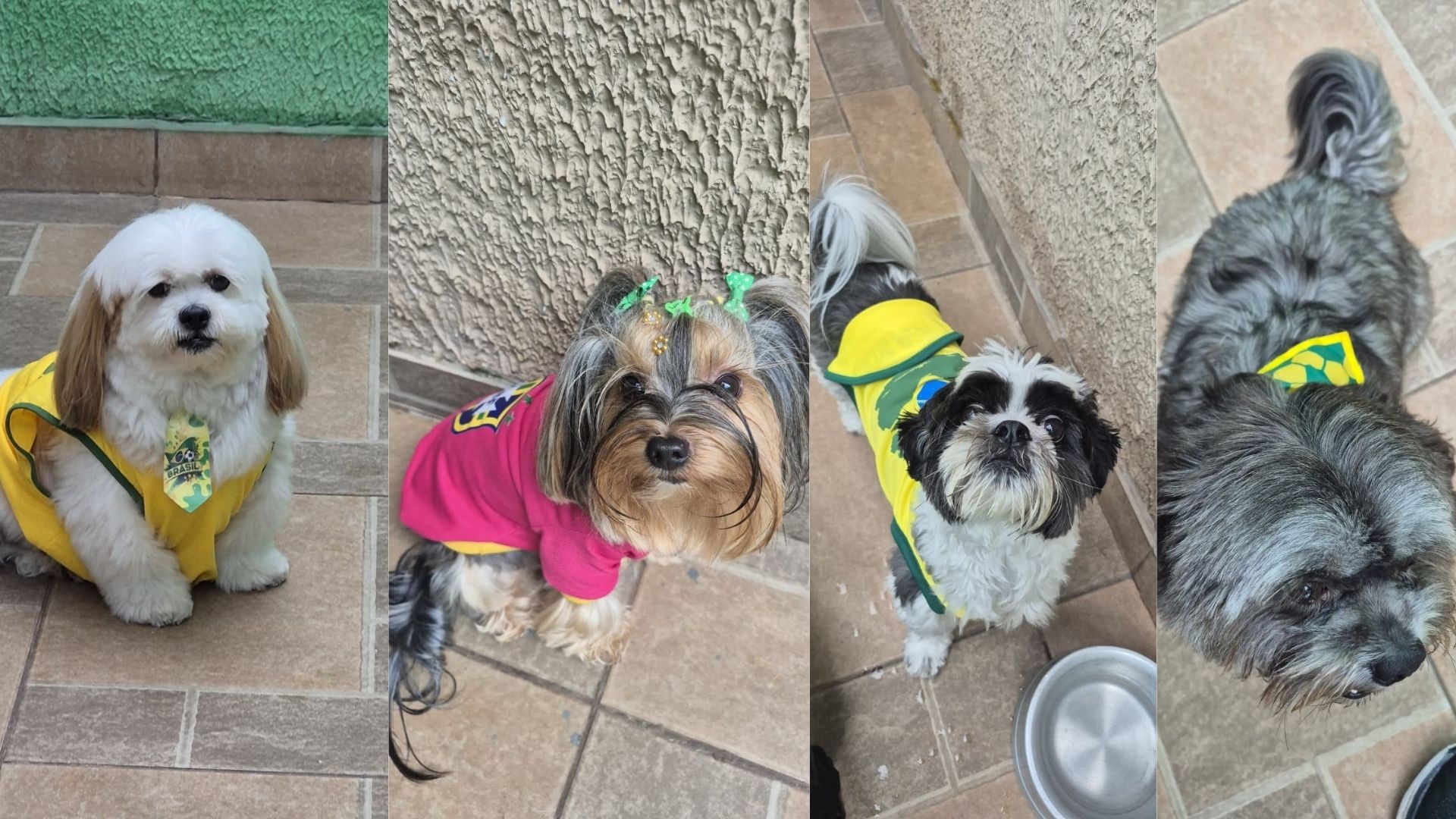 Creche para pets em Mogi entra no clima da Copa com futebol para cães