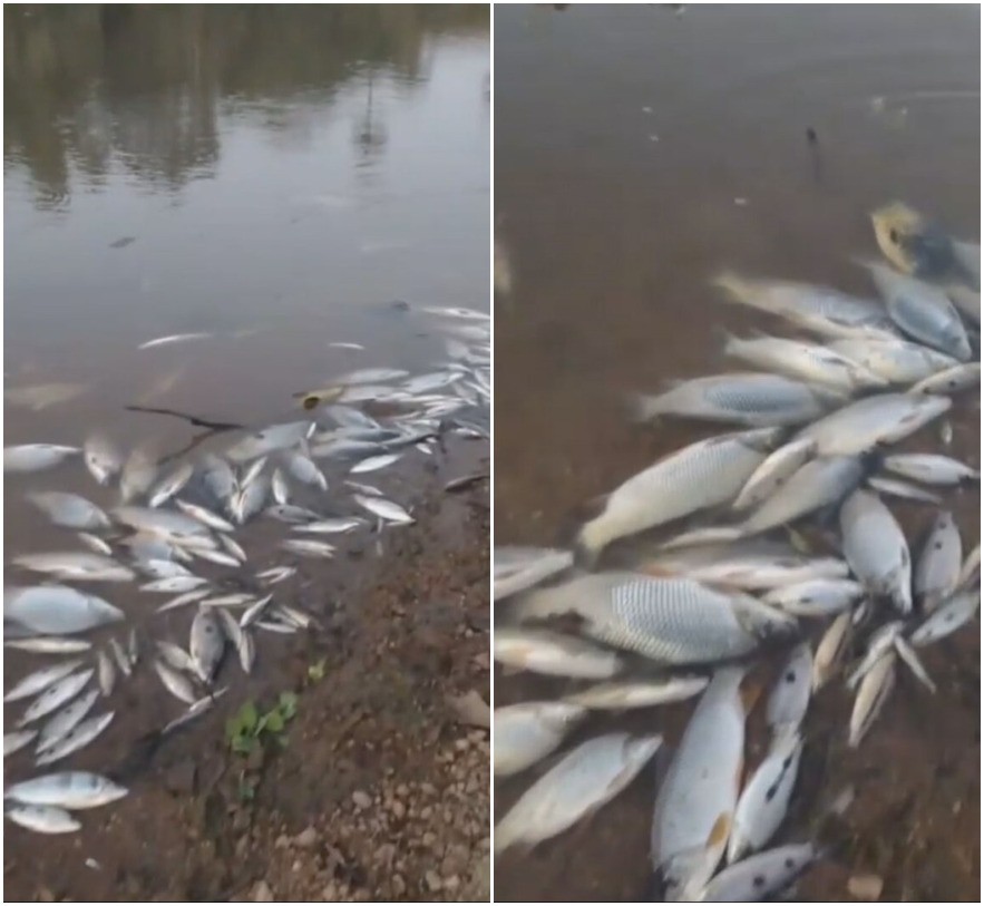 Peixes aparecem mortos no Rio Paraopeba, na Grande BH; órgãos ambientais apuram suspeita de contaminação