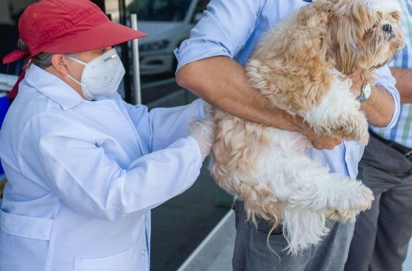 Maceió inicia vacinação gratuita contra raiva em cães e gatos neste sábado