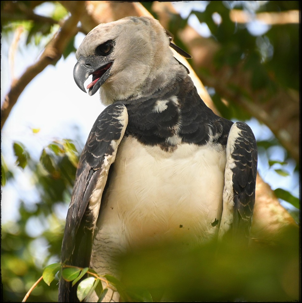 As harpias necessitam de grandes áreas para sobreviver e, por isso, costumam defender com firmeza seus territórios — Foto: José Roberto Guido Mendez/Reserva Ecológica Cunhataí Porã